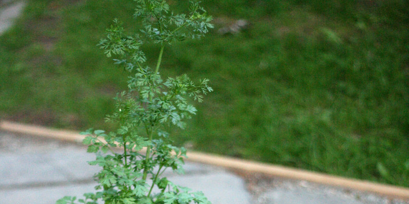 The best way to Cultivate Geranium Cuttings