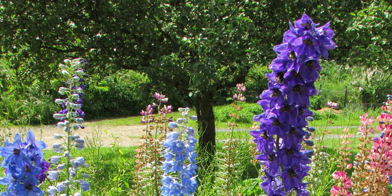 The best way to Grow Roses in Outside Planters