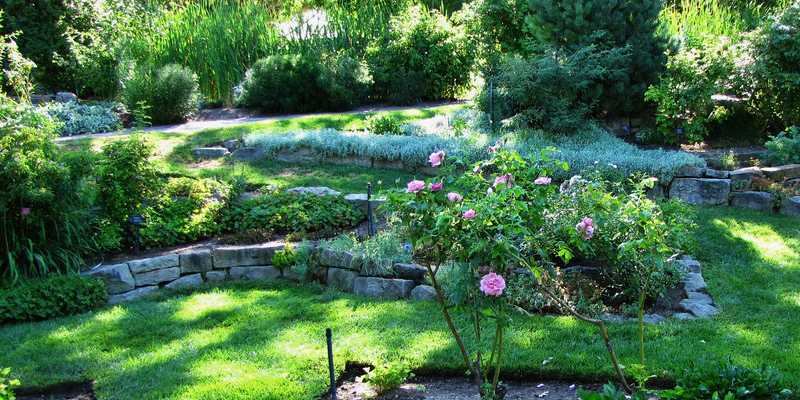 The best way to Plant Ajugas in a Flower Garden