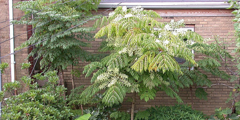 Flower Box Plants