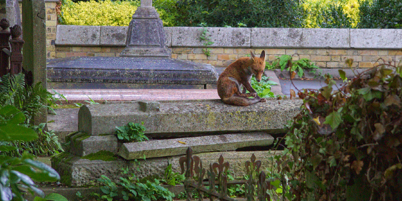 Mid-Atlantic Gardener's October Checklist